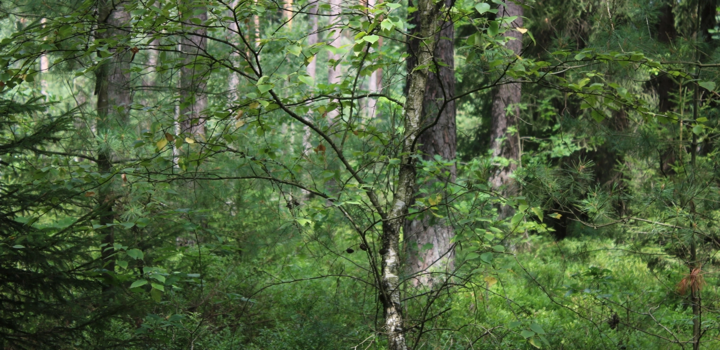Blick in einen deutschen Urwald
