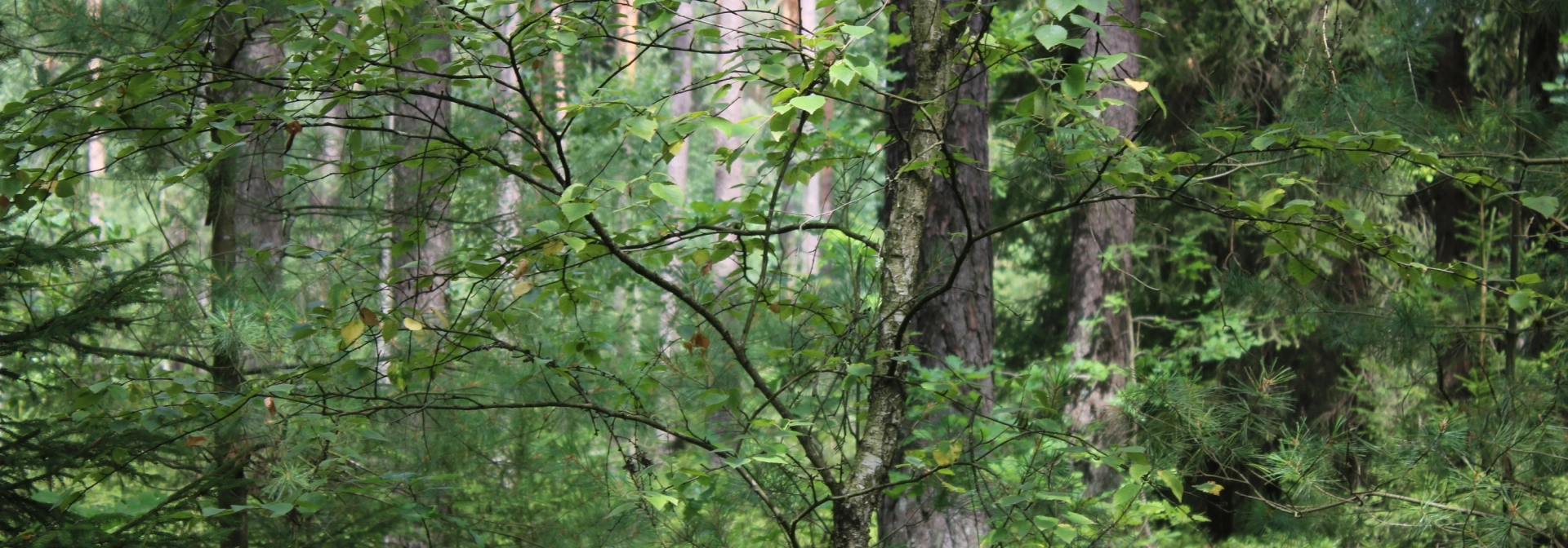 Blick in den deutschen Urwald