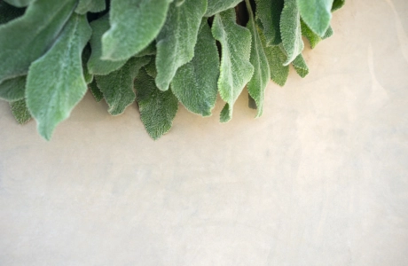 Nahaufnahme einer hellen, kalksteinfarbenen Oberfläce des GDM.MASSIMO seat. Am oberen Rand wächst eine Grünpflanze. 