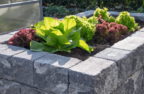 Nahaufnahme eines Hochbeetes. Das Hochbeet ist aus GDM.DECA wall und in ihm wächst grüner und rötlicher Salat.