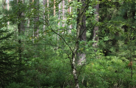 Blick in einen deutschen Urwald