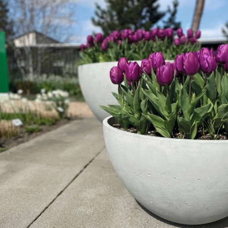Different sized stone-colored planters with purple tulips.