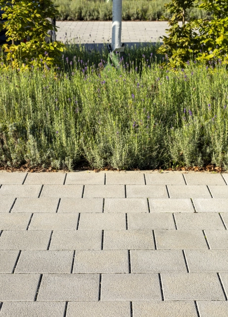 Versickerungsfähige, gepflasterte Fläche mit dem grauen GDM.SCENIC individual. Dahinter ist ein Beet mit Lavendelbüschen.