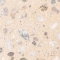 Naabkies Sand-Beige