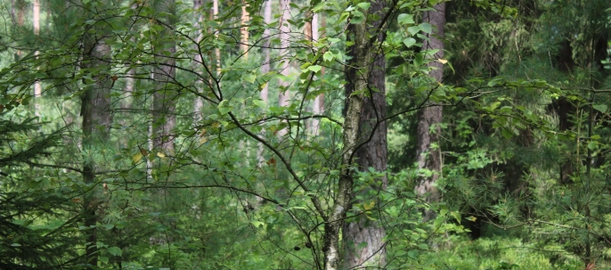 Blick in den deutschen Urwald
