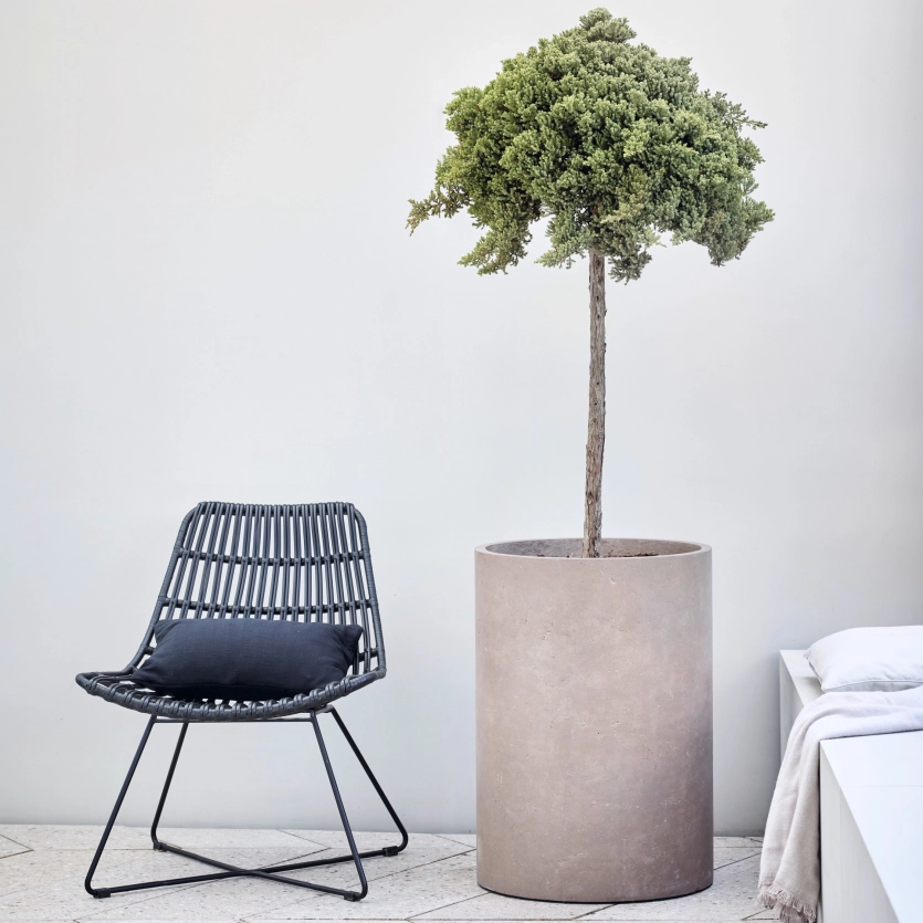 Zylindrisches Pflanzgefäß aus Beton in der Farbe Taupe mit einem Baum  