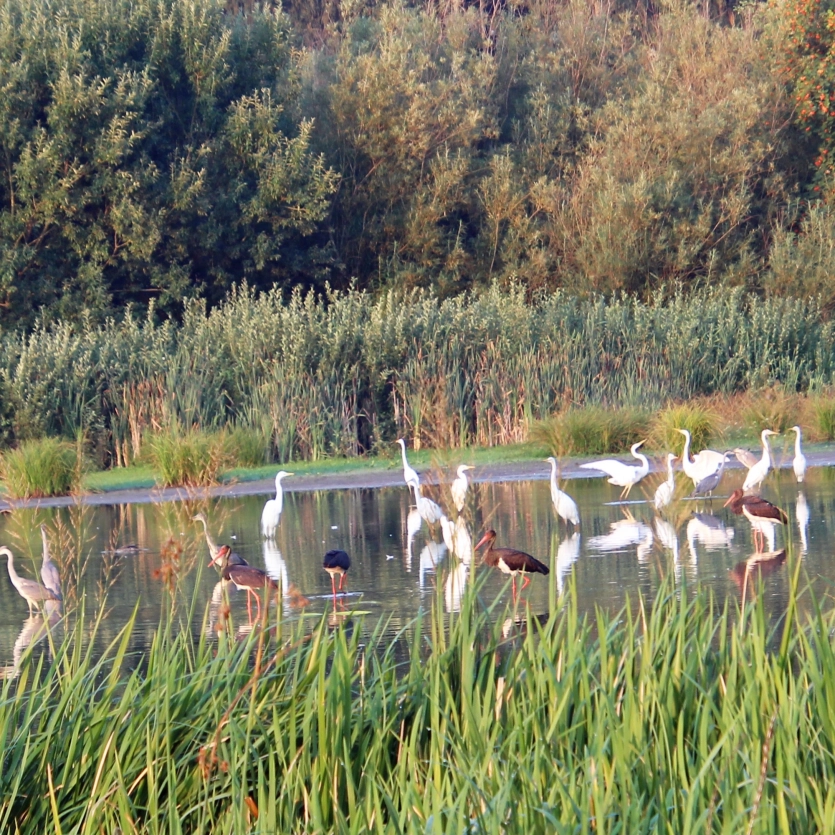 verschiedene Vögel stehen im Wasser vor einem grünen und dichtbewachsenen Wald.