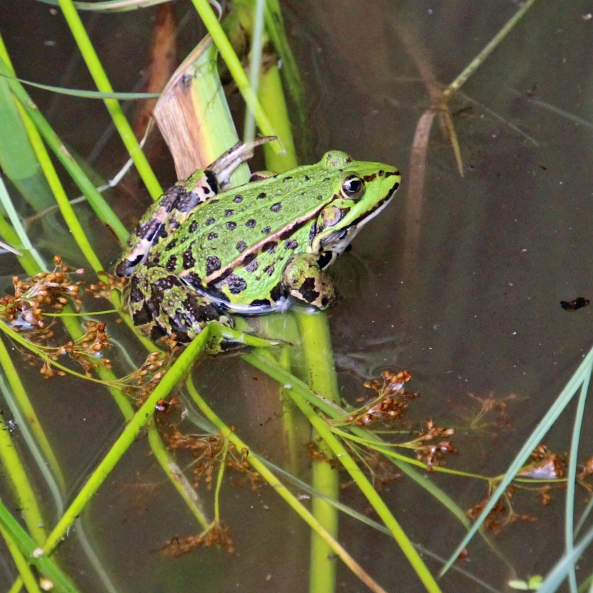 Ein Teichfrosch am Uferrand, der auf Schilf und Gräsern sitzt.
