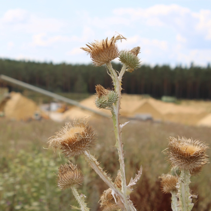 Silberdistel im Vordergrund, im Hintergrund ist Wald und die Sandaufbereitung "Freihölser Sand" zu sehen.