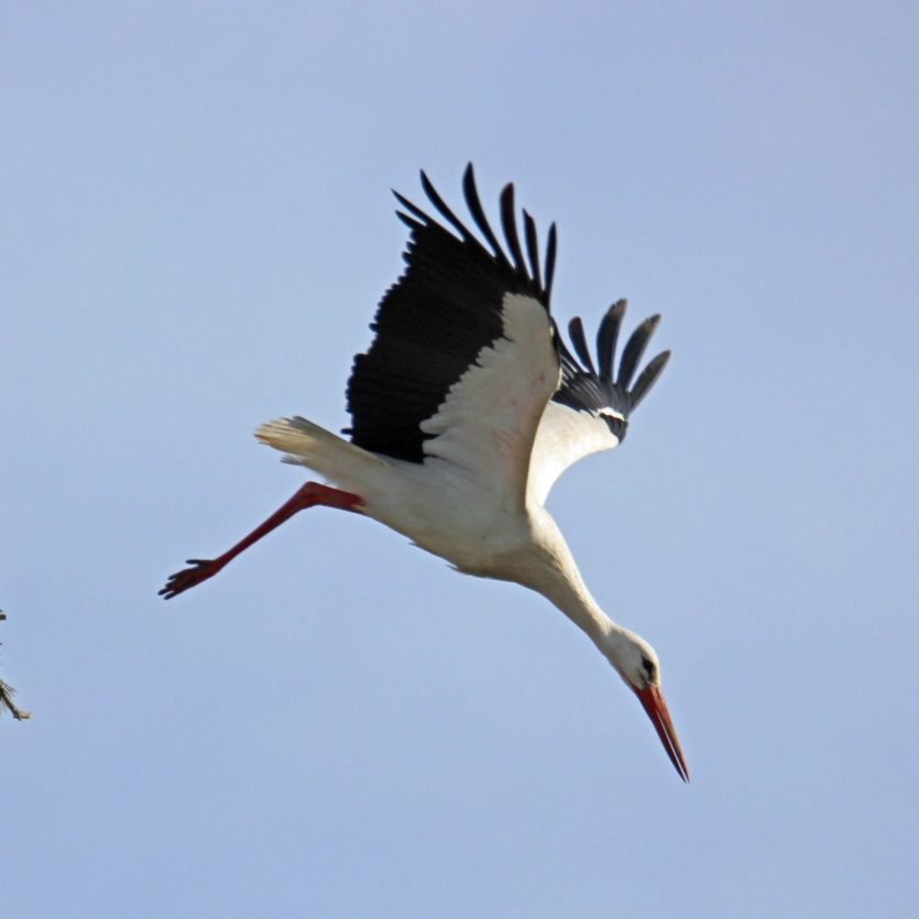 fliegender Storch am blauen Himmel